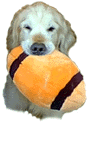 Golden retrever puppy