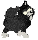 Magic the Cyberkitty